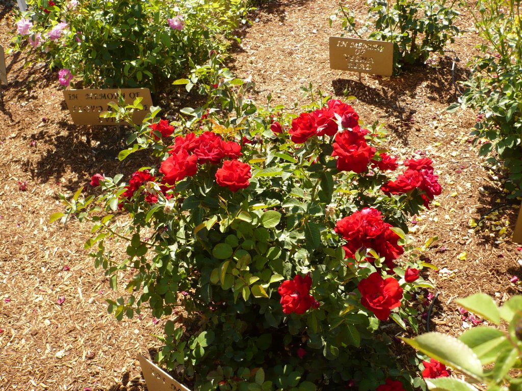 Memorial Rose Garden - Madras Garden Club